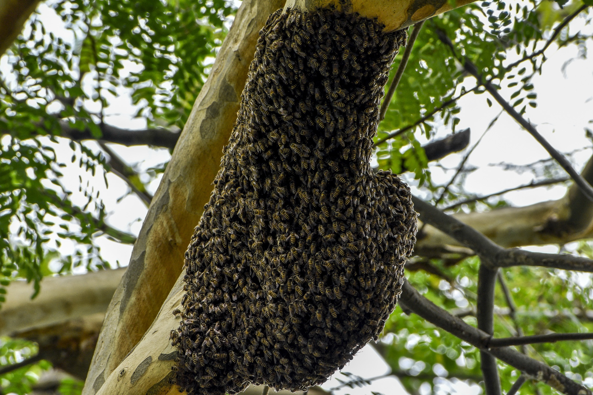 A swarm of honeybees clustered on a tree branch.